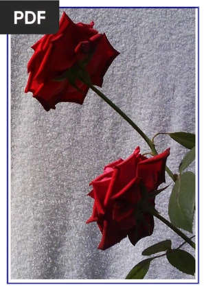 Antes que o dia amanheça