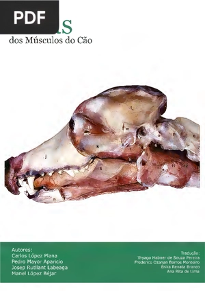 Atlas dos Músculos do Cão